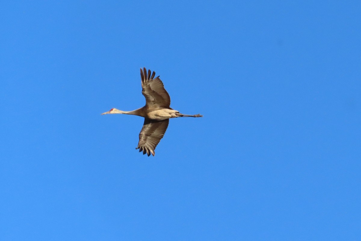 Sandhill Crane - ML638665946