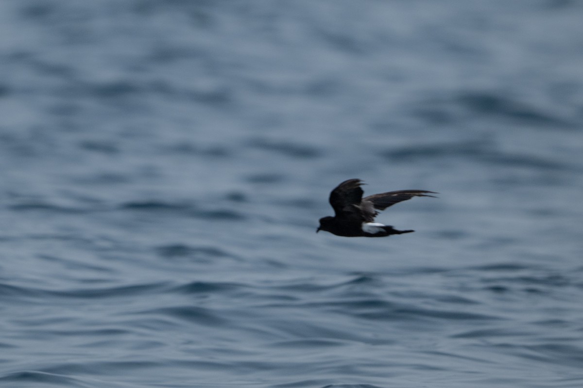Wilson's Storm-Petrel - ML638665947