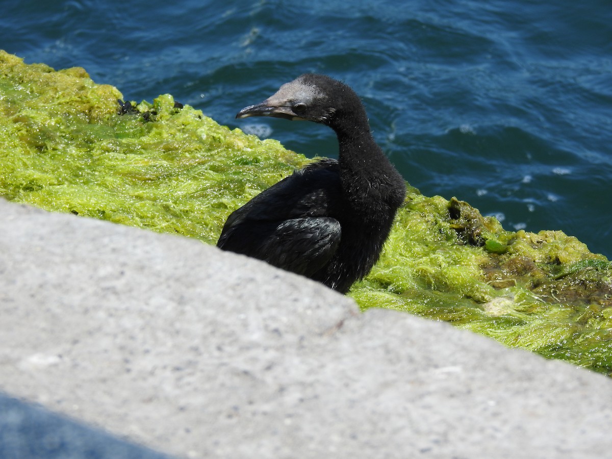 Pygmy Cormorant - ML638665948