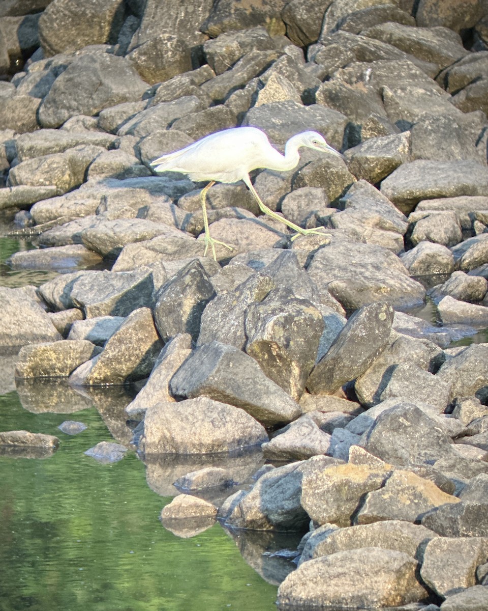Little Blue Heron - ML638665949