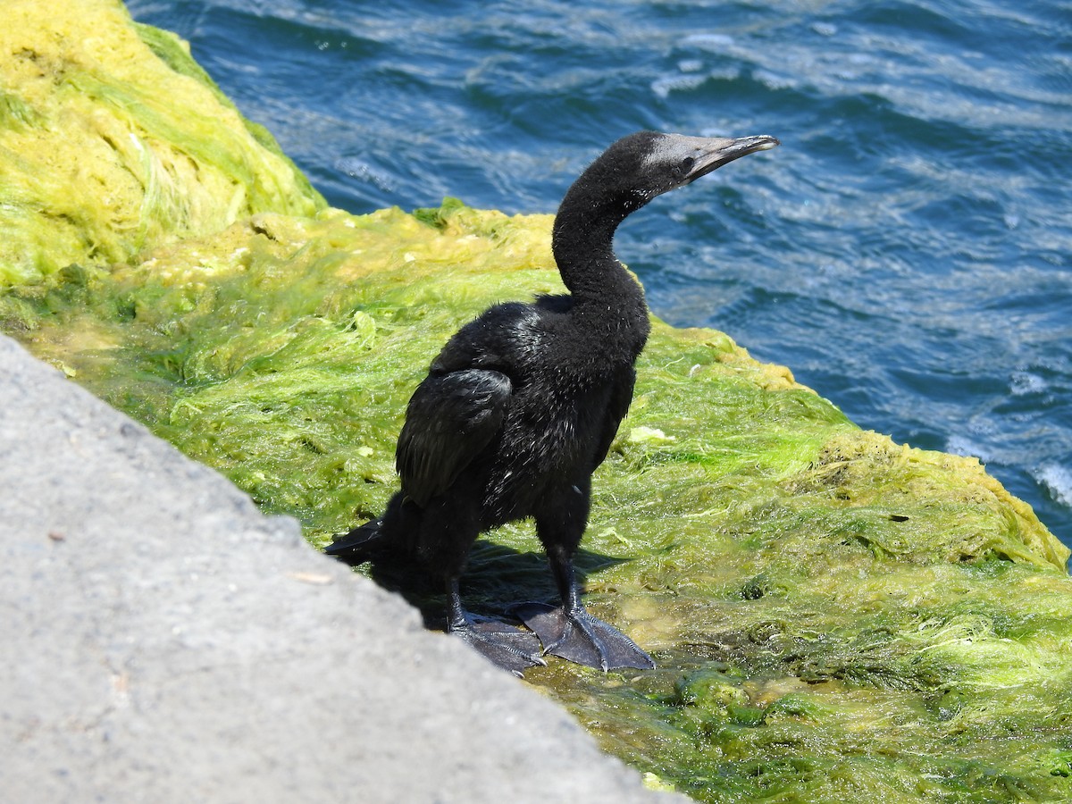 Pygmy Cormorant - ML638665951