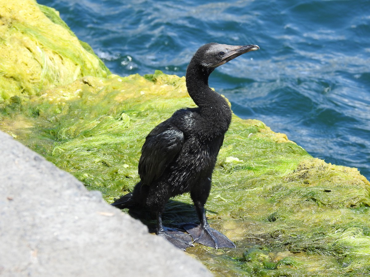 Pygmy Cormorant - ML638665952