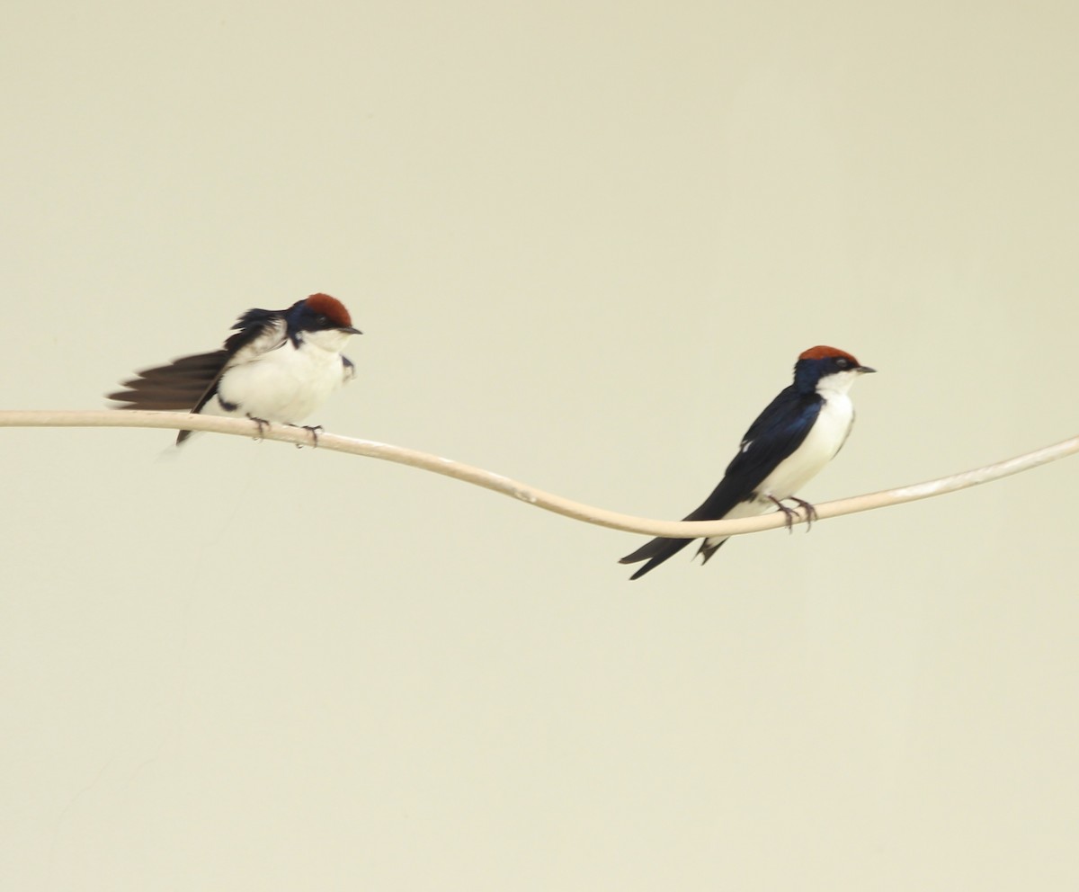 Wire-tailed Swallow - ML638665955