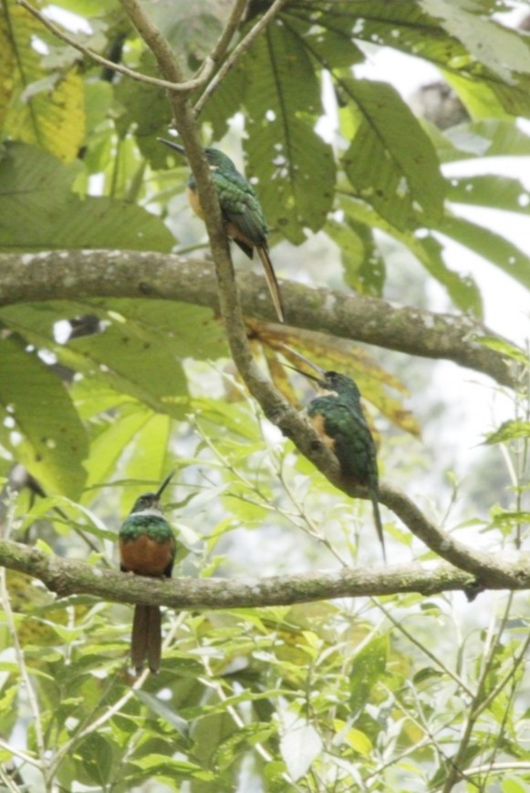 Rufous-tailed Jacamar - ML638665974