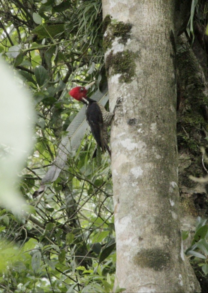 Pale-billed Woodpecker - ML638665975