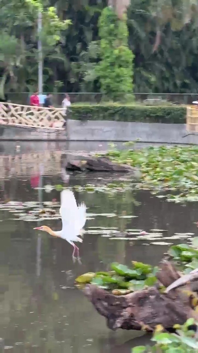 Eastern Cattle-Egret - ML638665980