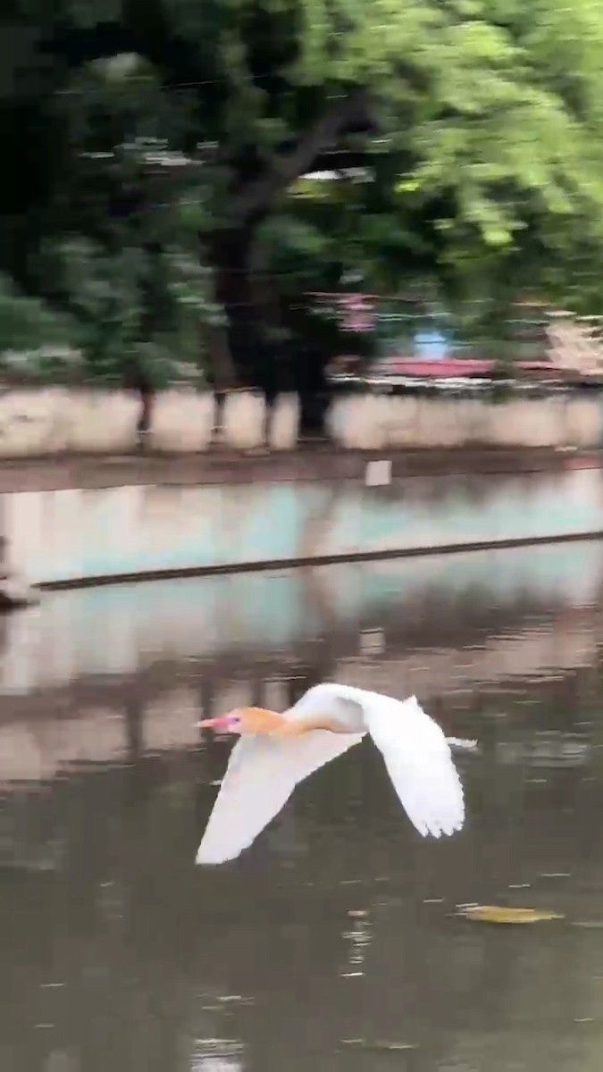Eastern Cattle-Egret - ML638665981