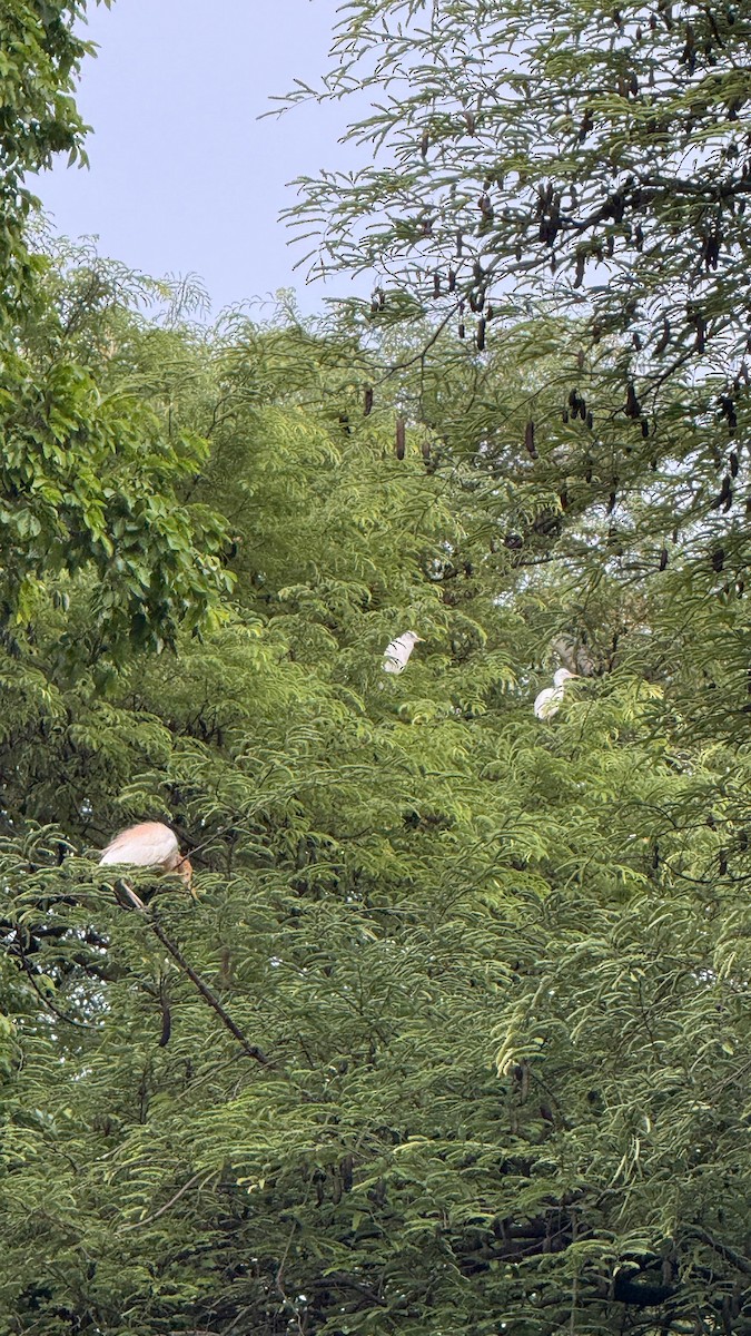 Eastern Cattle-Egret - ML638666012