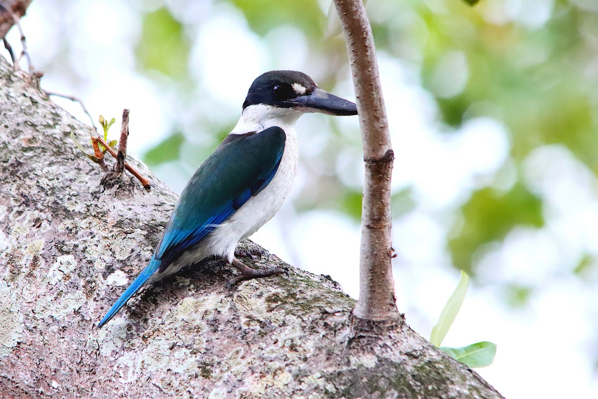 Torresian Kingfisher - ML638666015