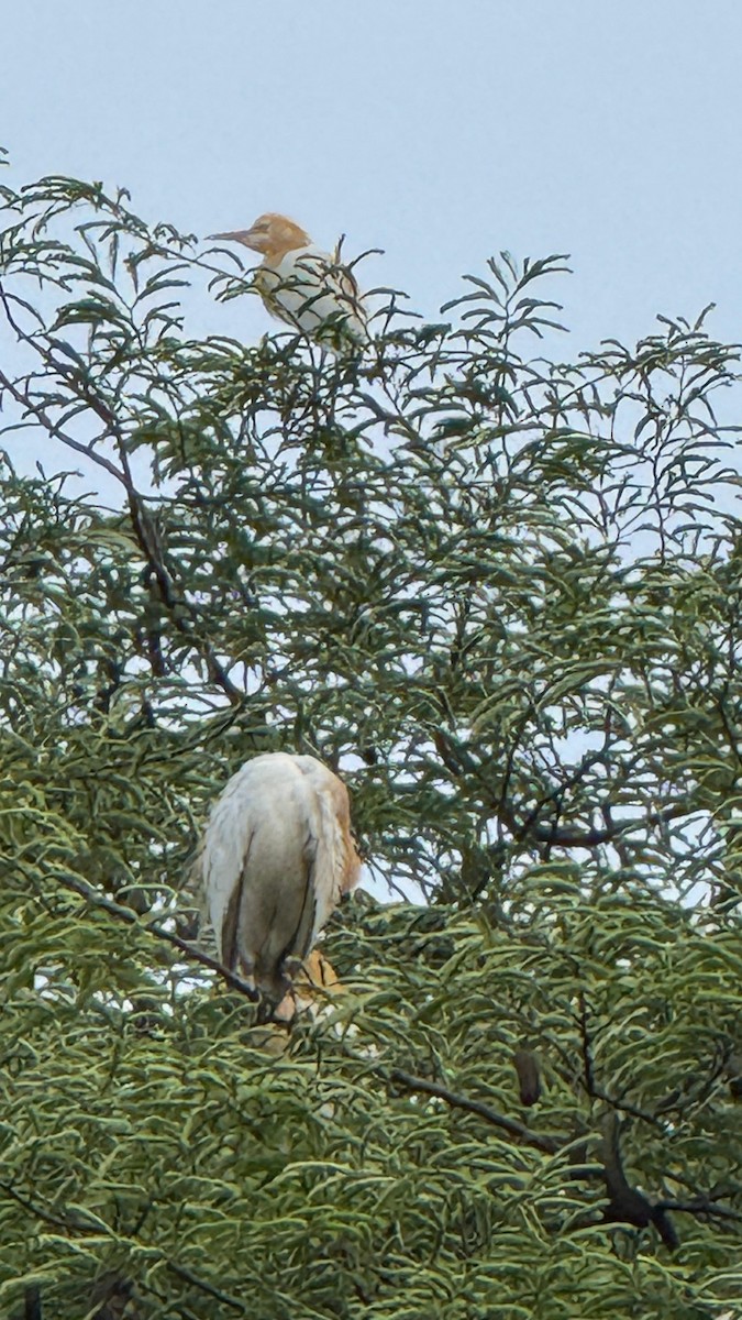 Eastern Cattle-Egret - ML638666016