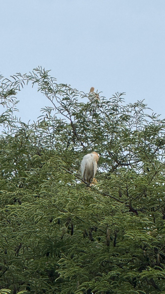 Eastern Cattle-Egret - ML638666017