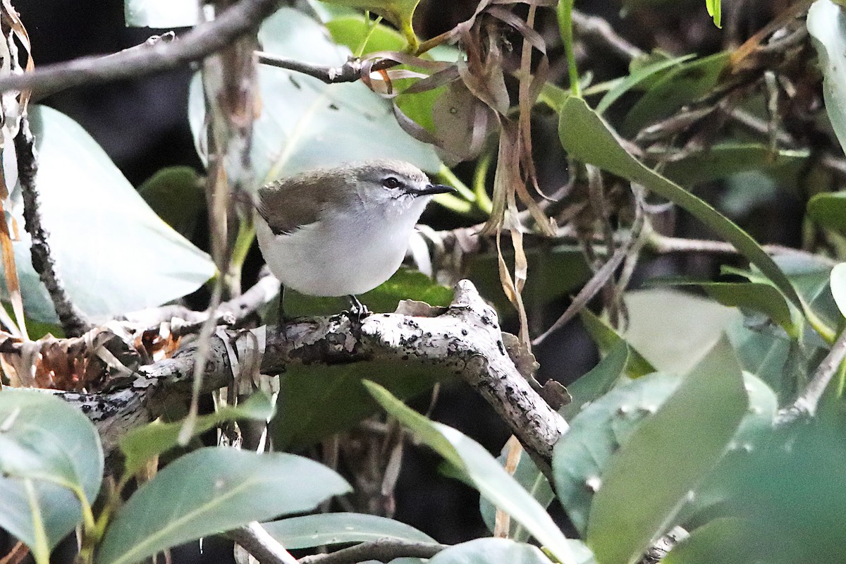 Mangrove Gerygone - ML638666039