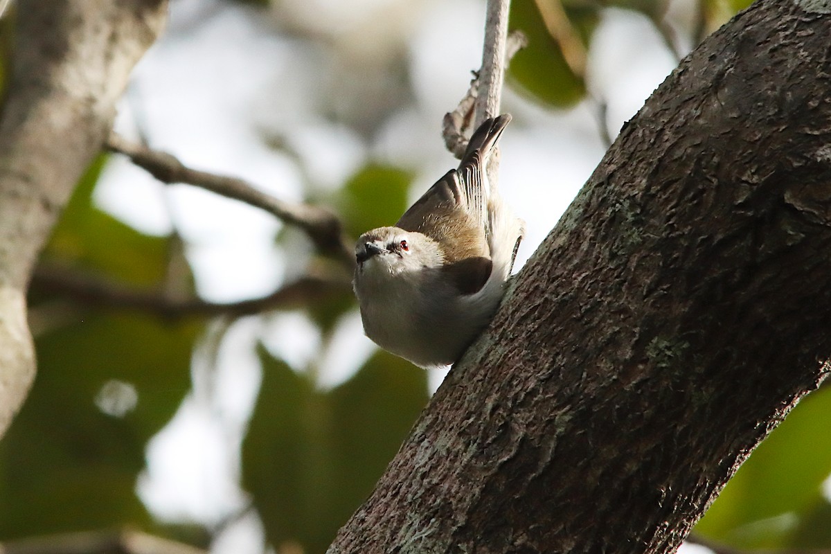 Mangrove Gerygone - ML638666040