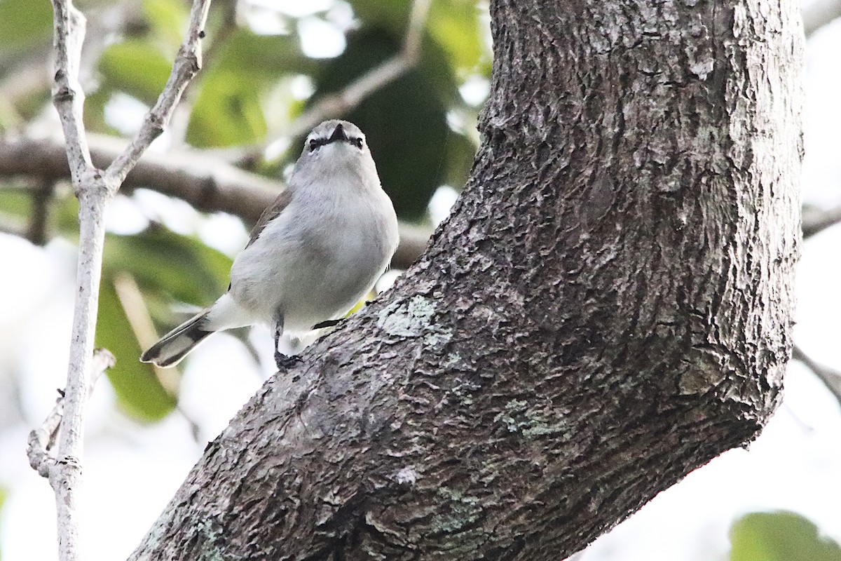 Mangrove Gerygone - ML638666043