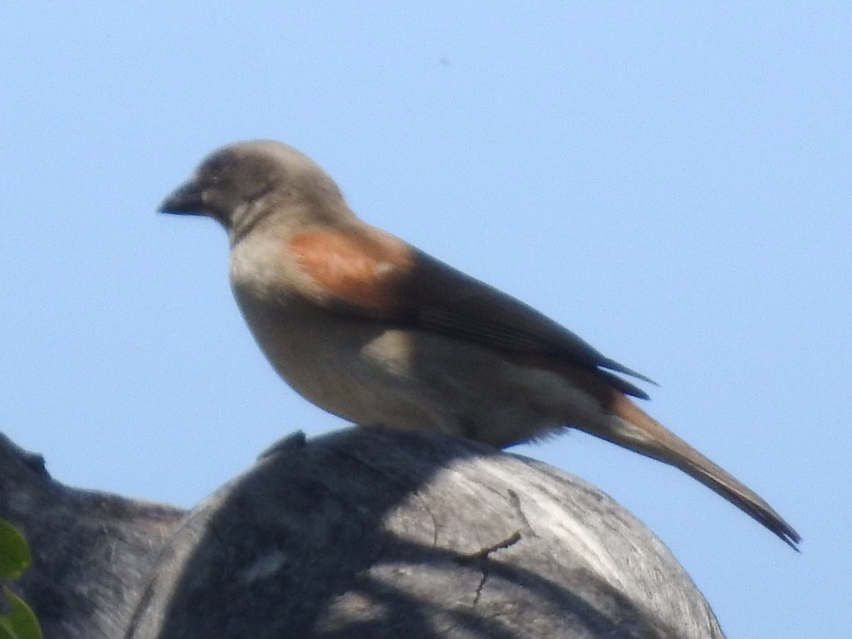 Moineau gris - ML638666186