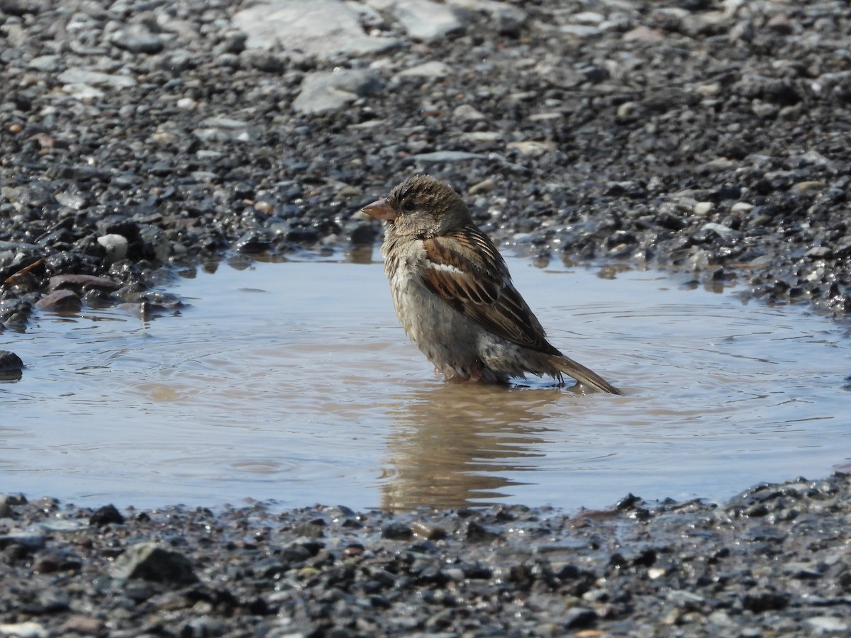 Moineau domestique - ML638666190