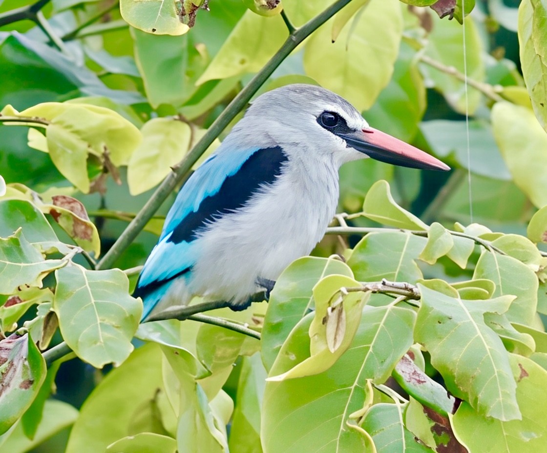 Martin-chasseur du Sénégal - ML638666207