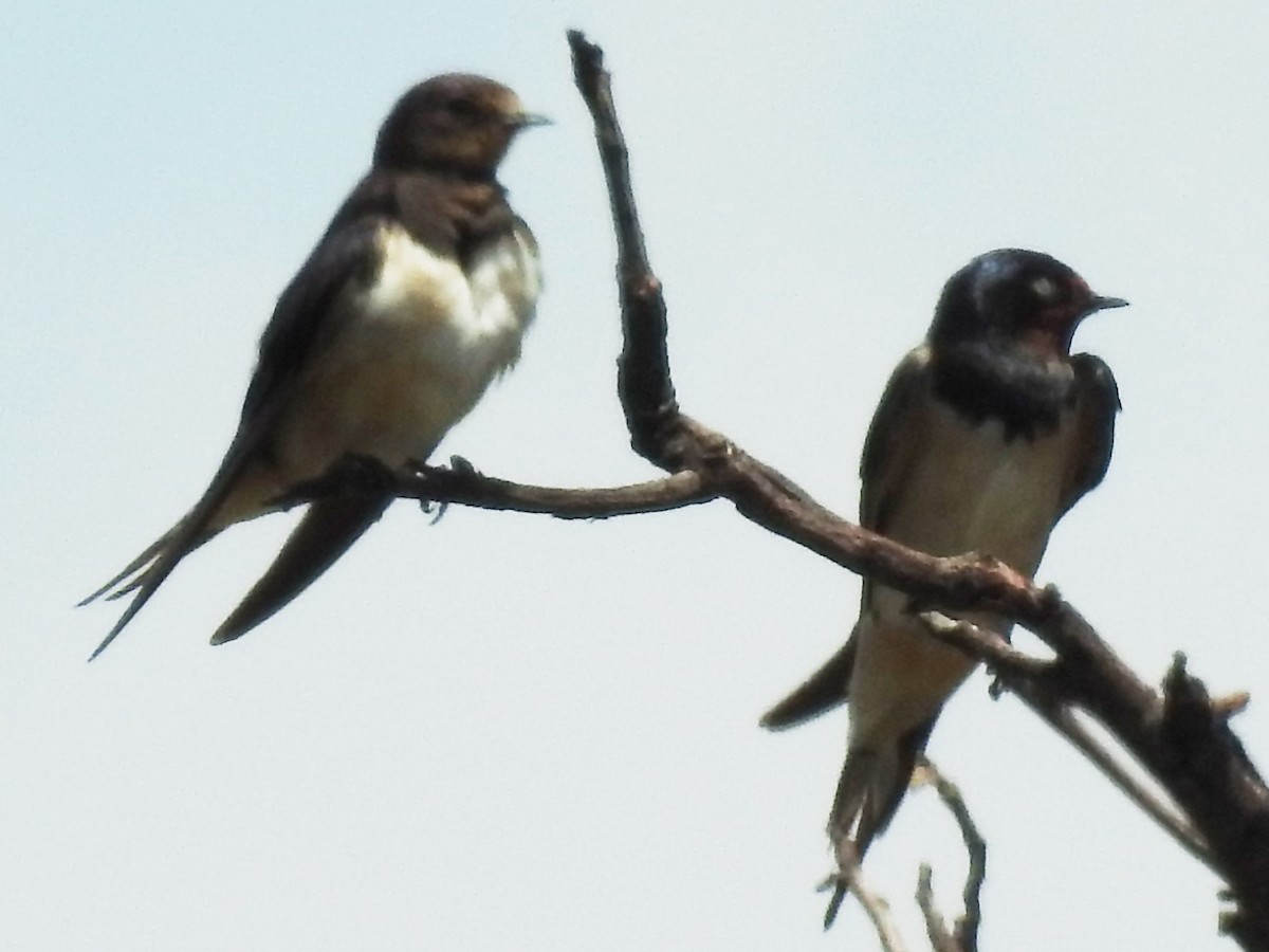 Hirondelle rustique - ML638666213