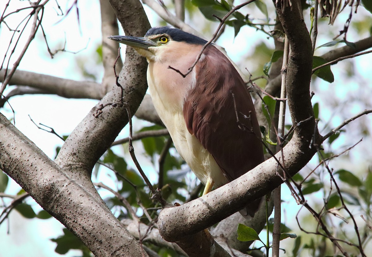 Nankeen Night Heron - ML638666228
