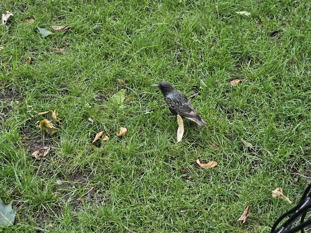 European Starling - ML638666243