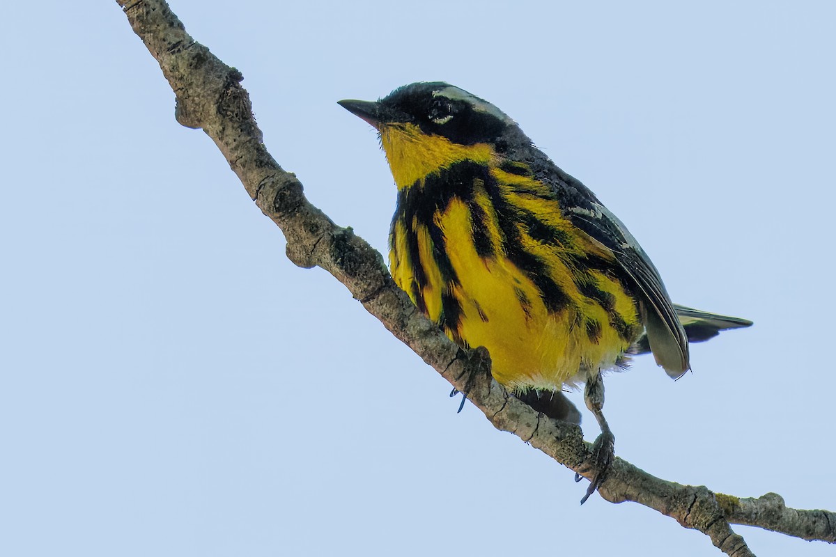 Magnolia Warbler - ML638666255