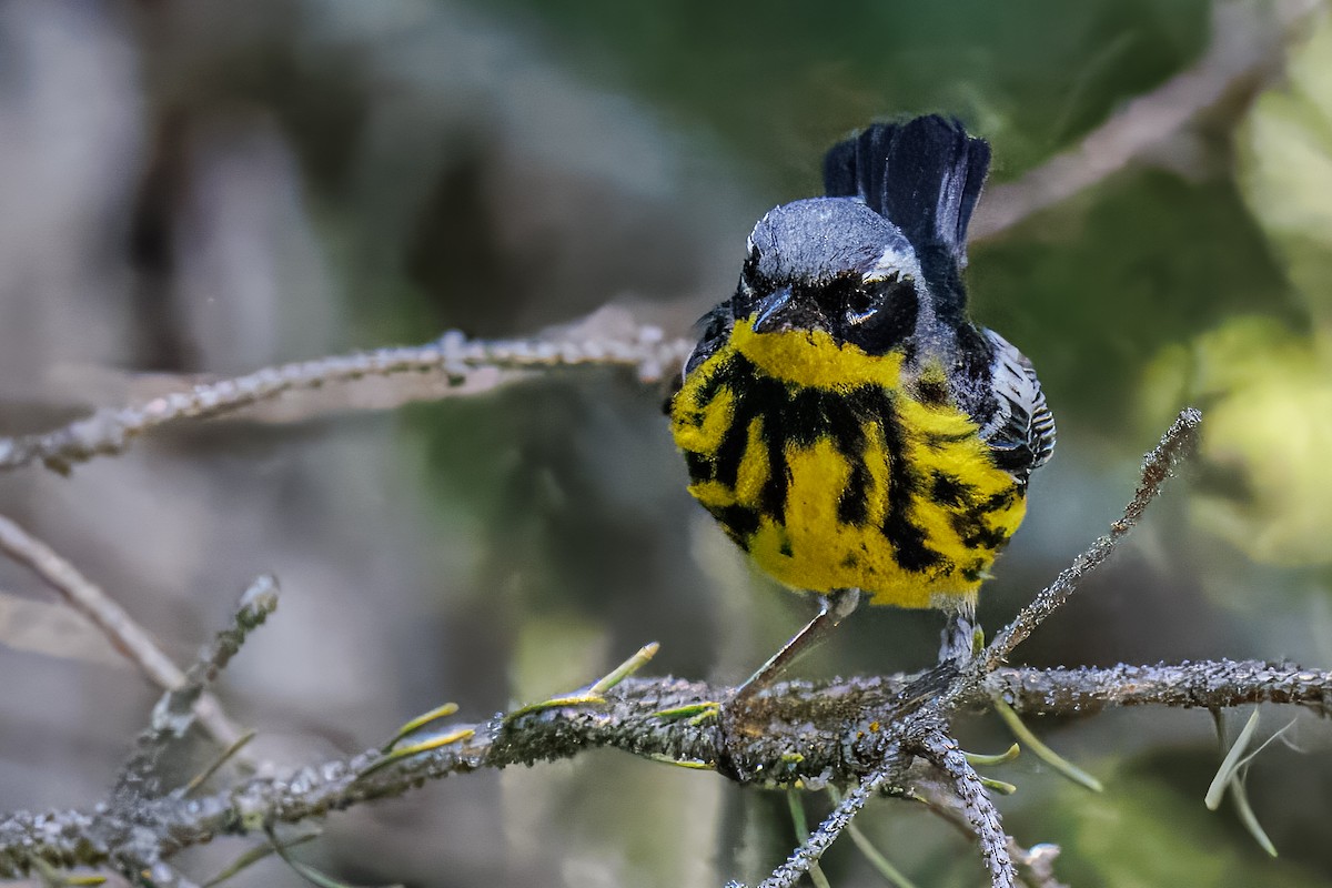 Magnolia Warbler - ML638666256