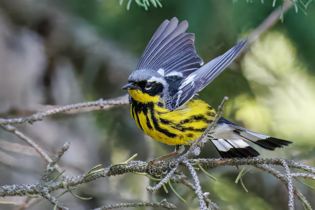 Magnolia Warbler - ML638666258