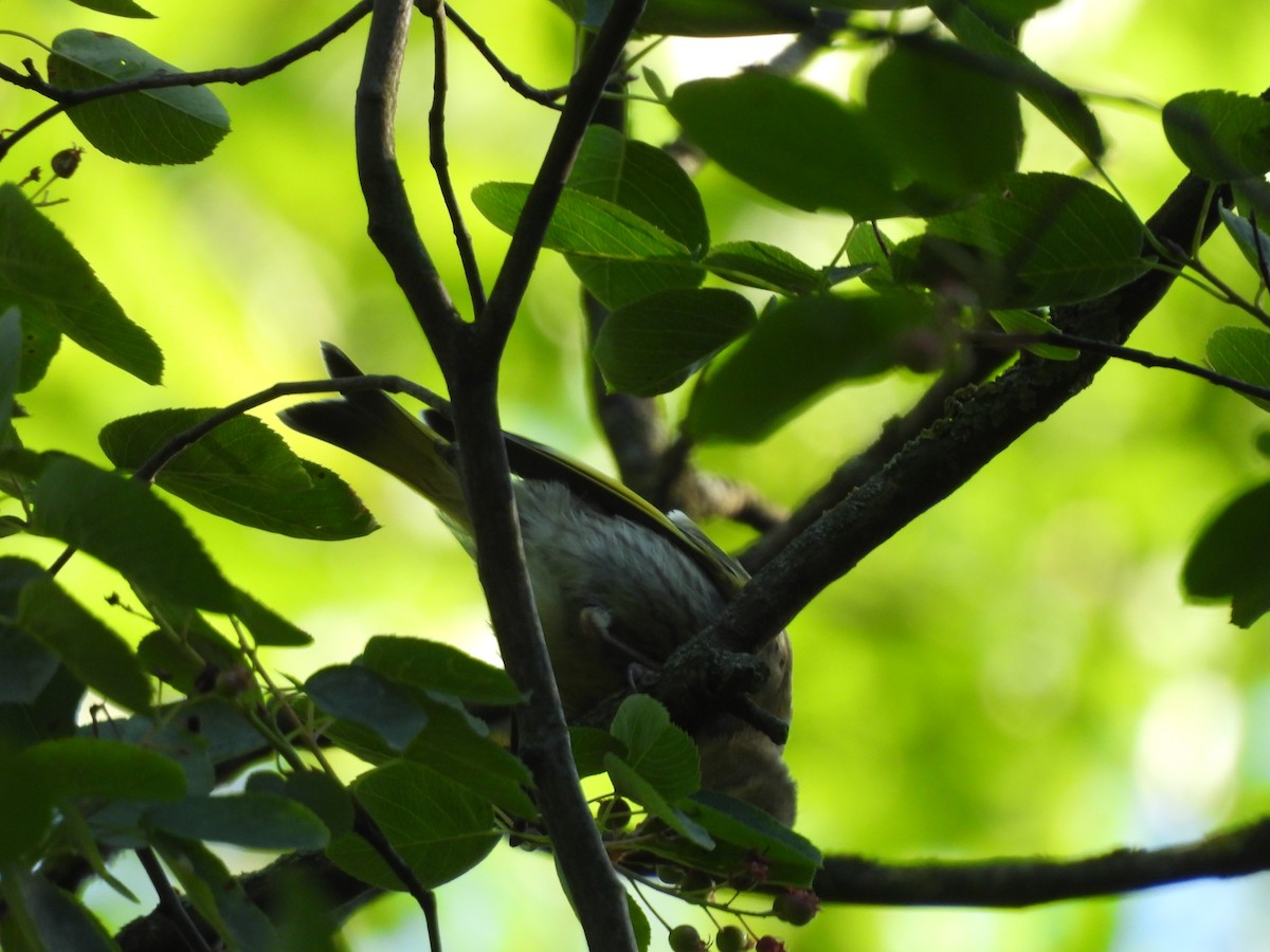 European Greenfinch - ML638666264