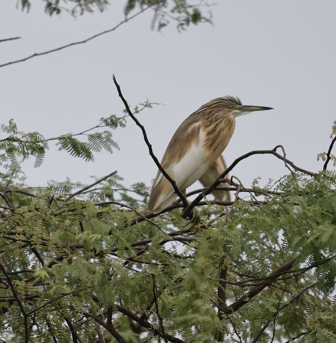 Squacco Heron - ML638666265