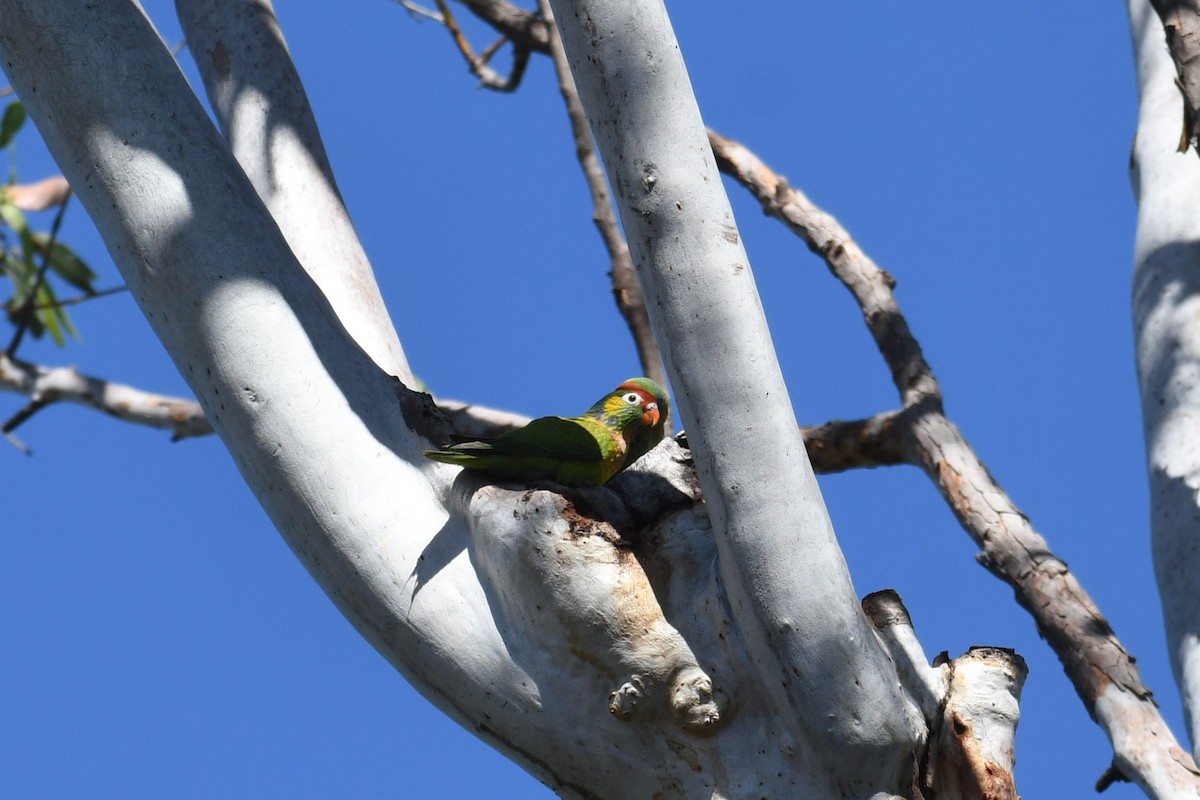 Varied Lorikeet - ML638666266