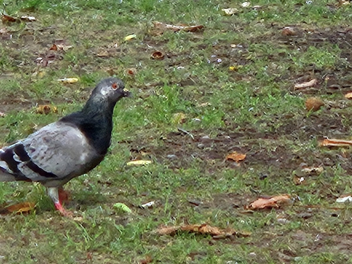 Rock Pigeon (Feral Pigeon) - ML638666267