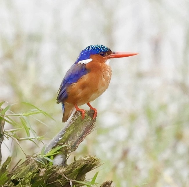 Malachite Kingfisher - ML638666268