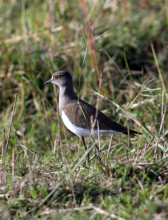 Senegal Lapwing - ML638666269