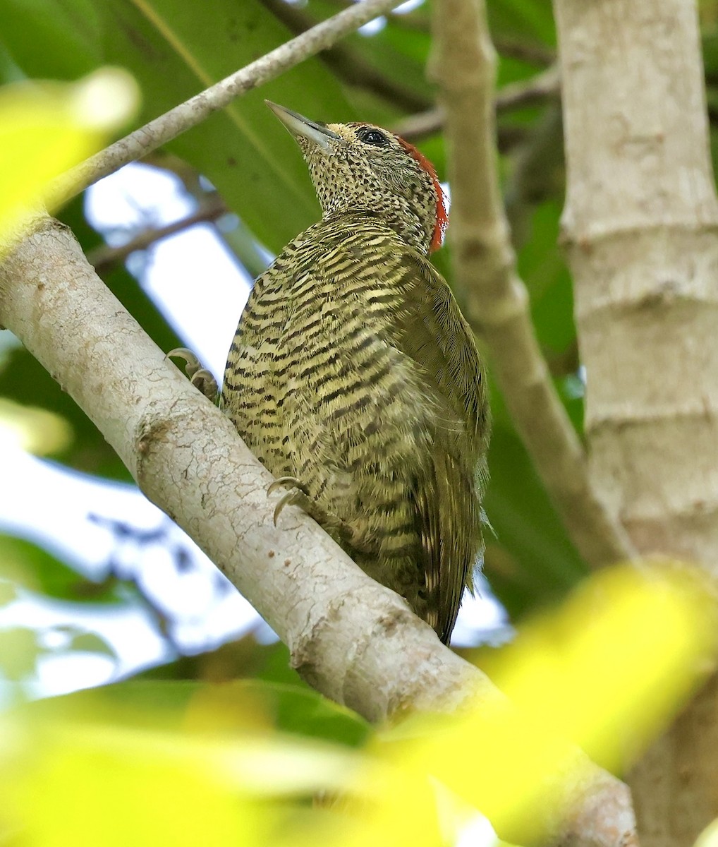 Green-backed Woodpecker - ML638666271