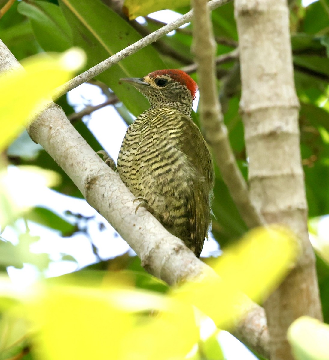 Green-backed Woodpecker - ML638666272