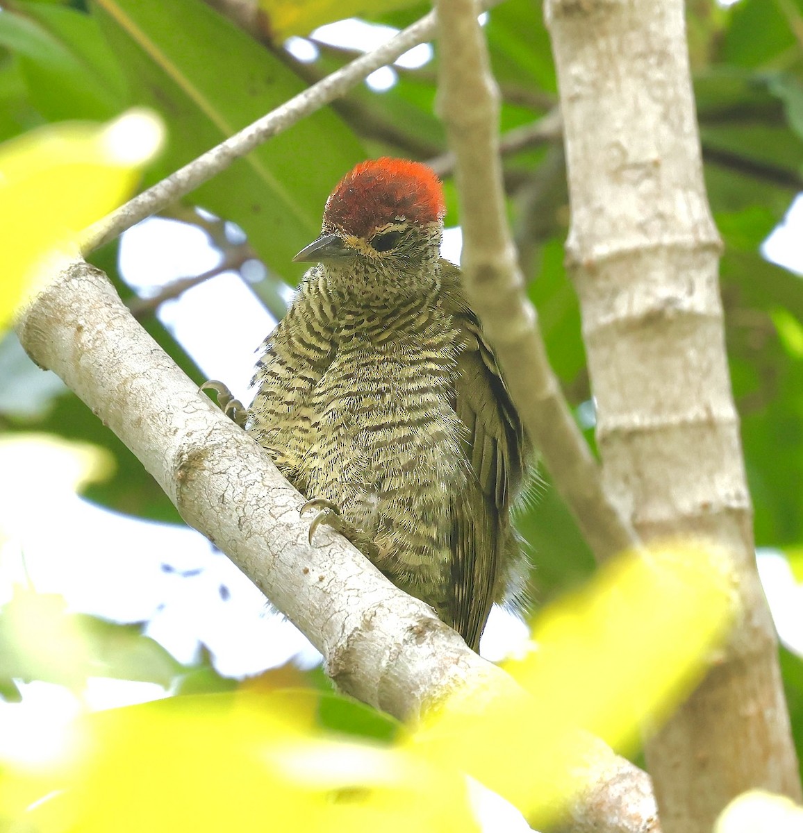 Green-backed Woodpecker - ML638666273