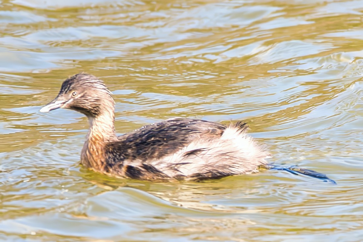Hoary-headed Grebe - ML638666275