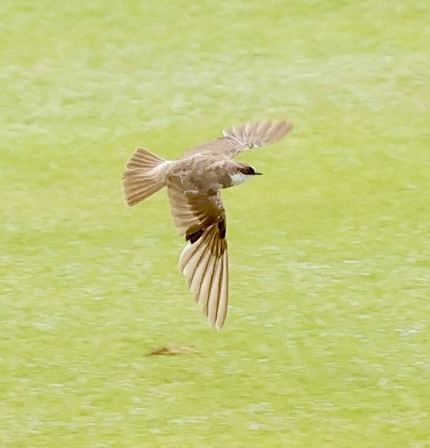 Banded Martin - ML638666277