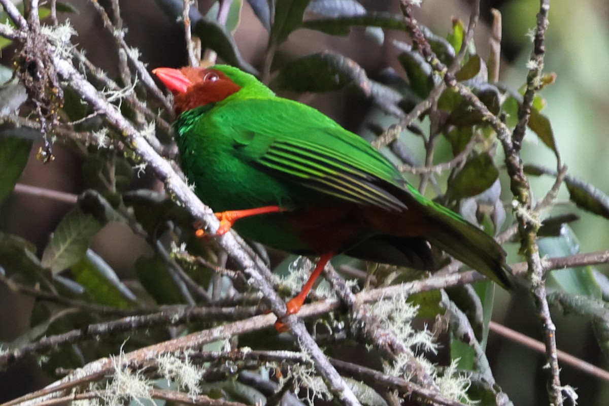 Grass-green Tanager - ML638666281