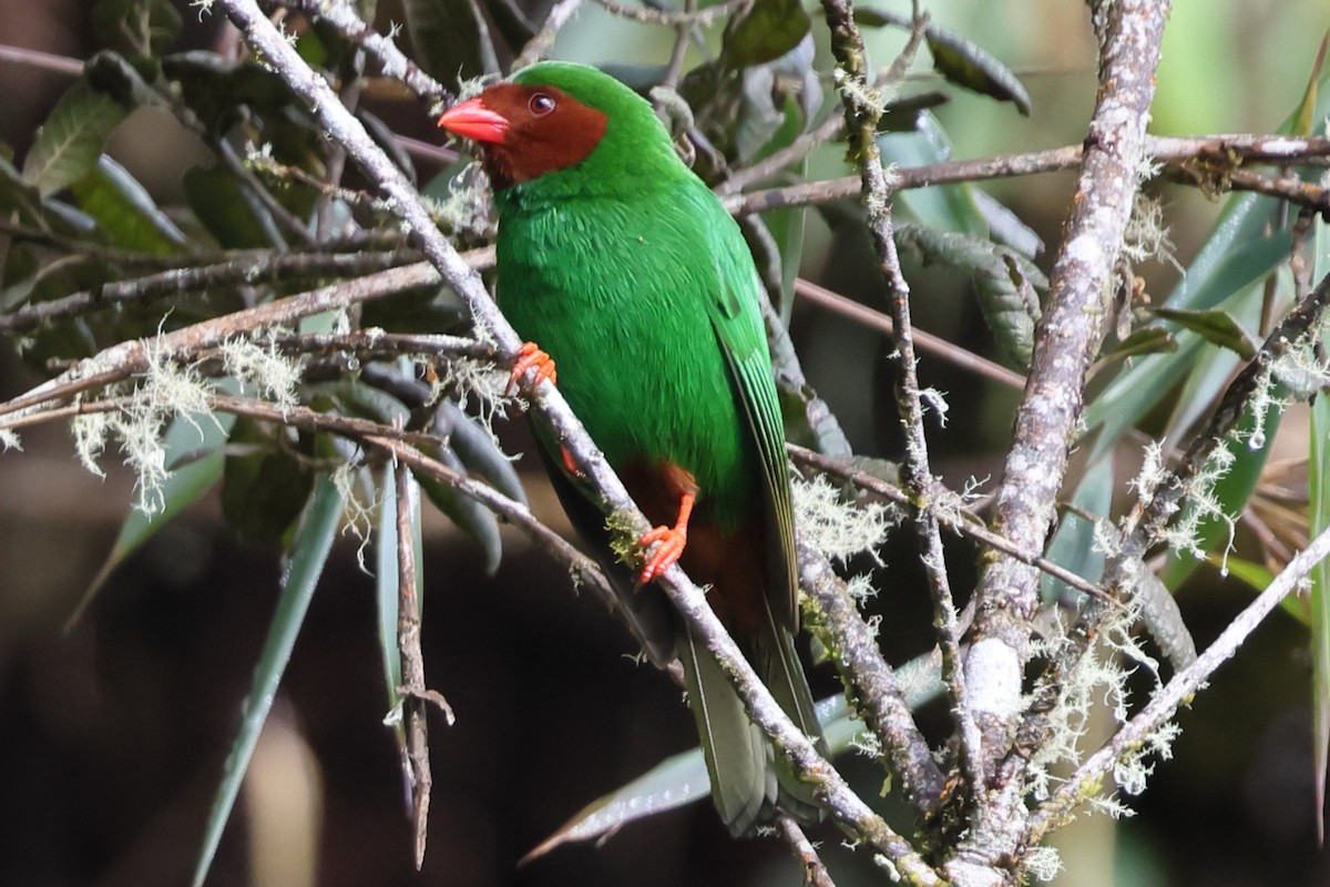 Grass-green Tanager - ML638666282