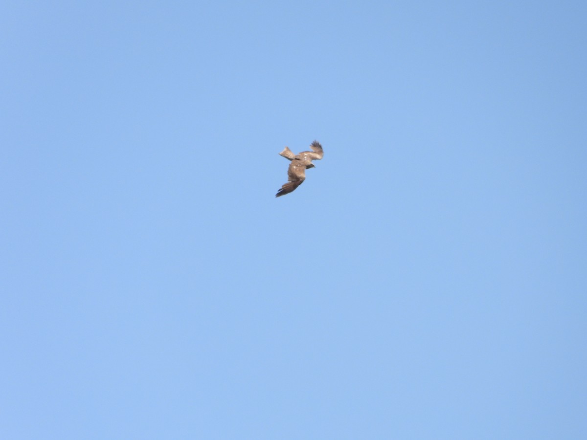 Black Kite - ML638666283