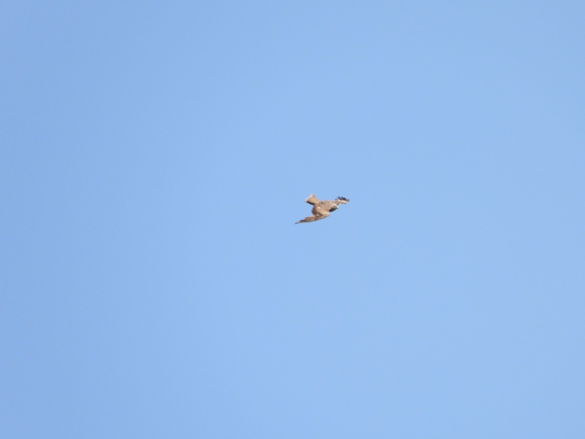 Black Kite - ML638666284