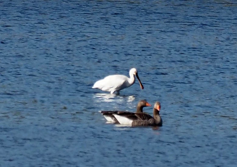 Eurasian Spoonbill - ML638666285