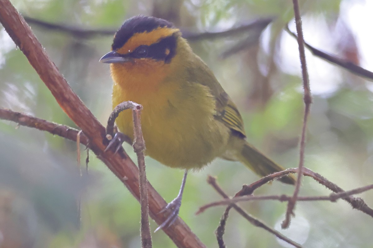 Orange-browed Hemispingus - ML638666286