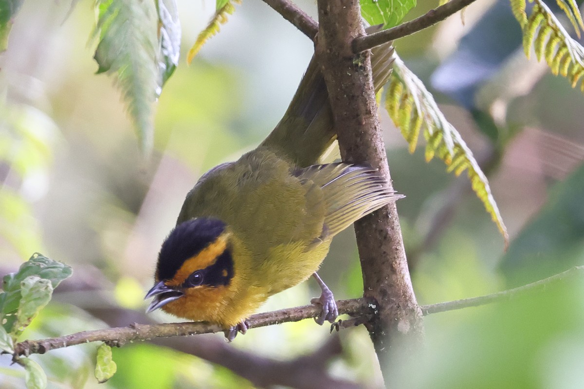 Orange-browed Hemispingus - ML638666287
