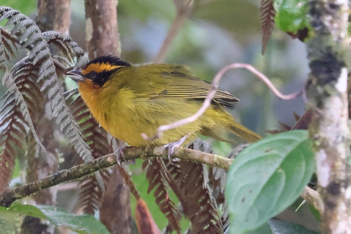Orange-browed Hemispingus - ML638666288