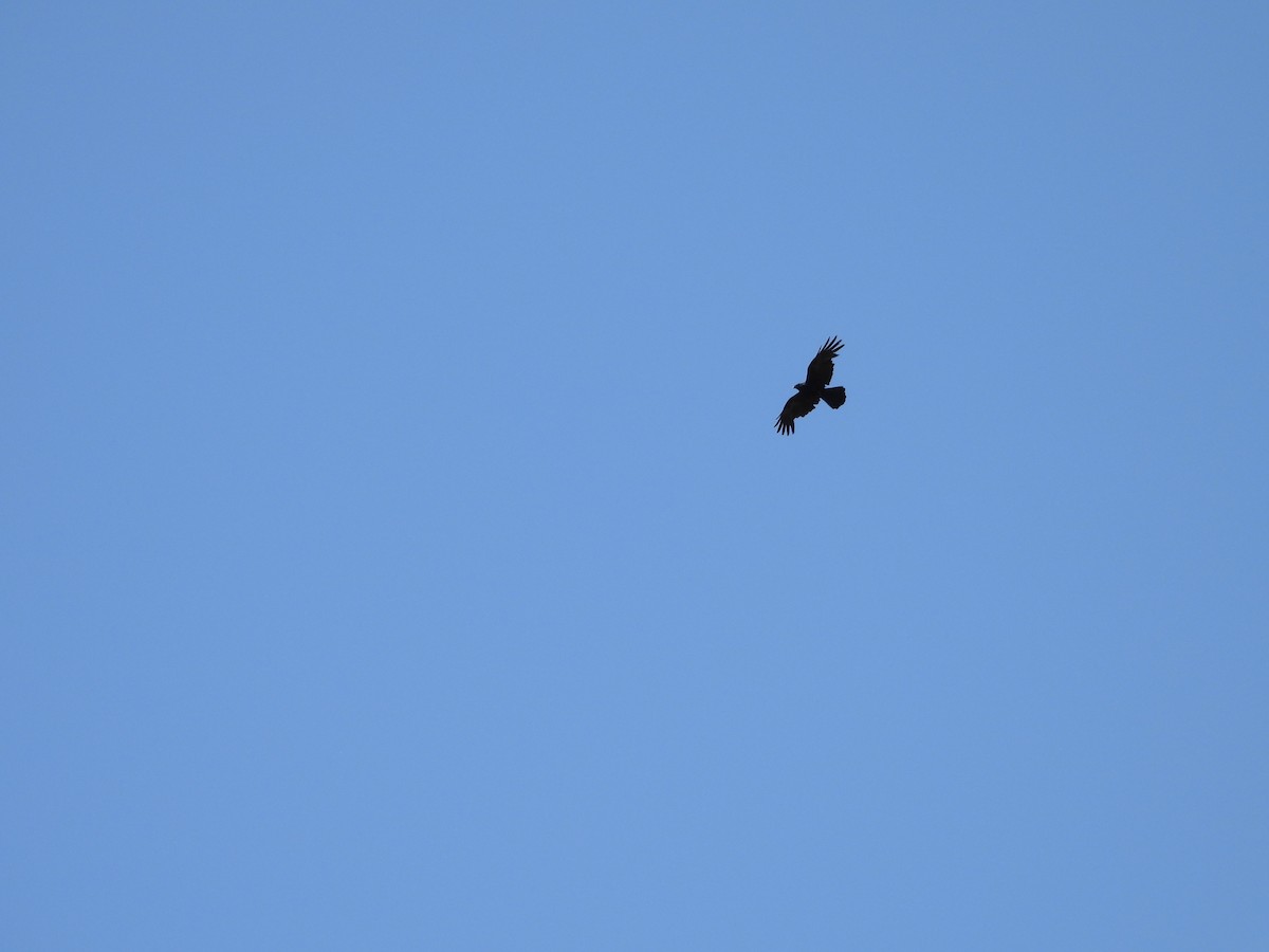 Common Raven - ML638666289