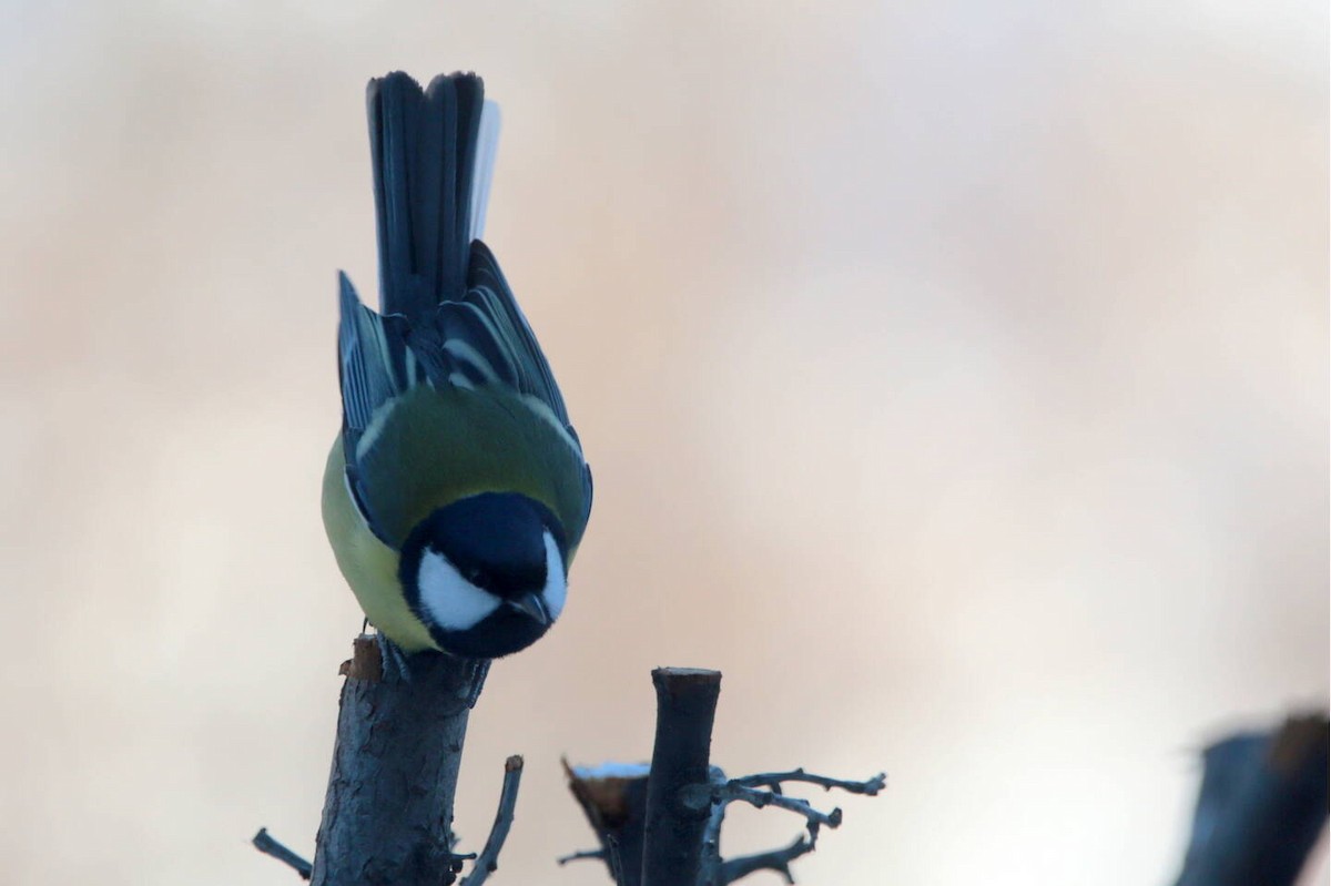 Great Tit - ML638666290