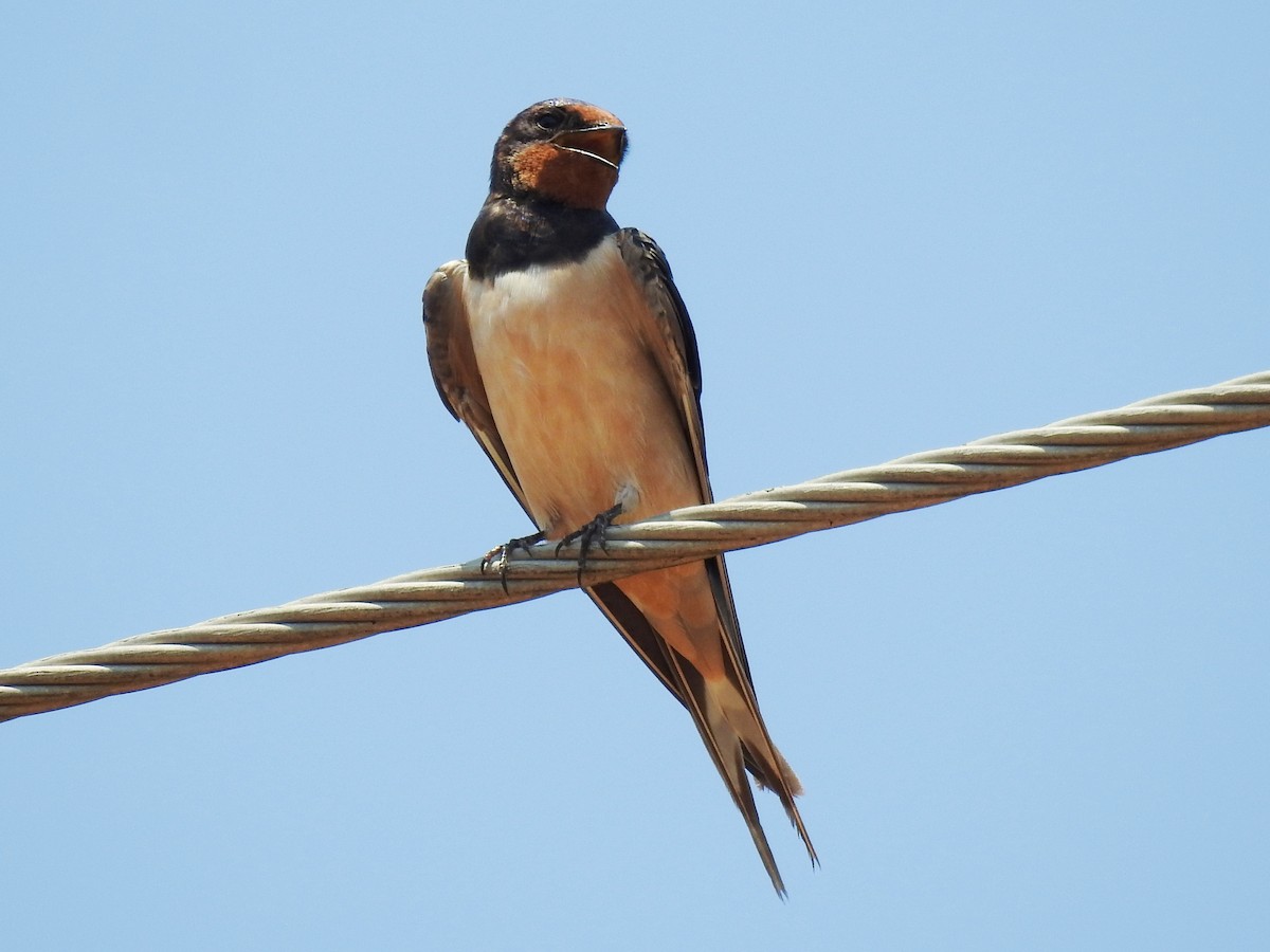 Barn Swallow - ML638666291