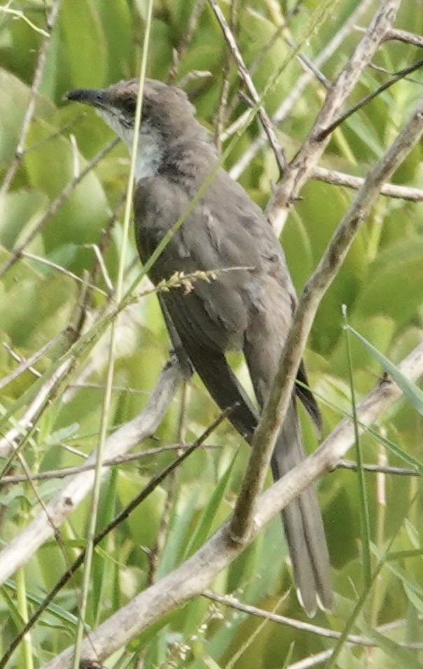 Yellow-billed Cuckoo - ML638666293